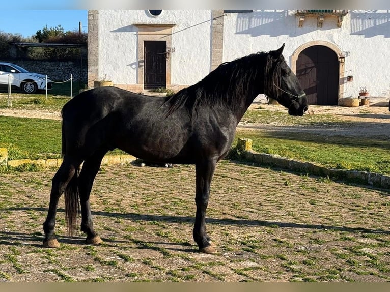 Murgese/caballo de las Murgues Semental 3 años 158 cm Negro in Martina Franca