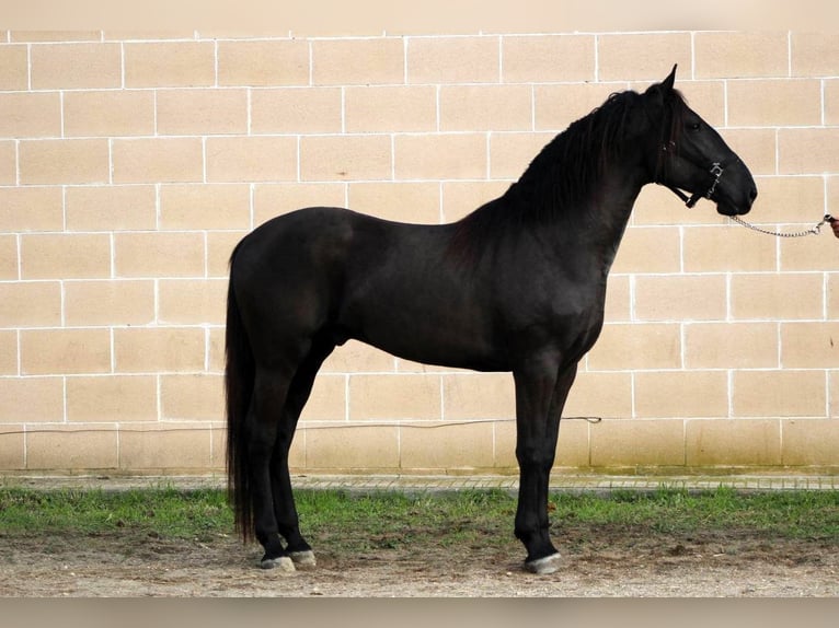 Murgese/caballo de las Murgues Semental 3 años 158 cm Negro in Martina Franca