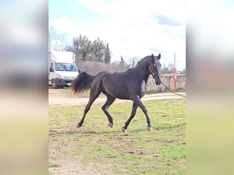 Murgese/caballo de las Murgues Semental 3 años 160 cm Negro in Gioia del Colle