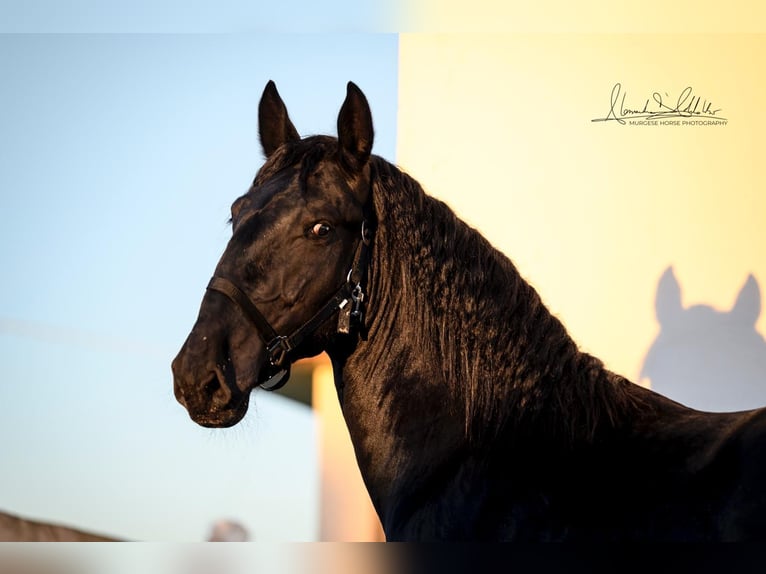 Murgese/caballo de las Murgues Semental 3 años 160 cm Negro in Martina Franca