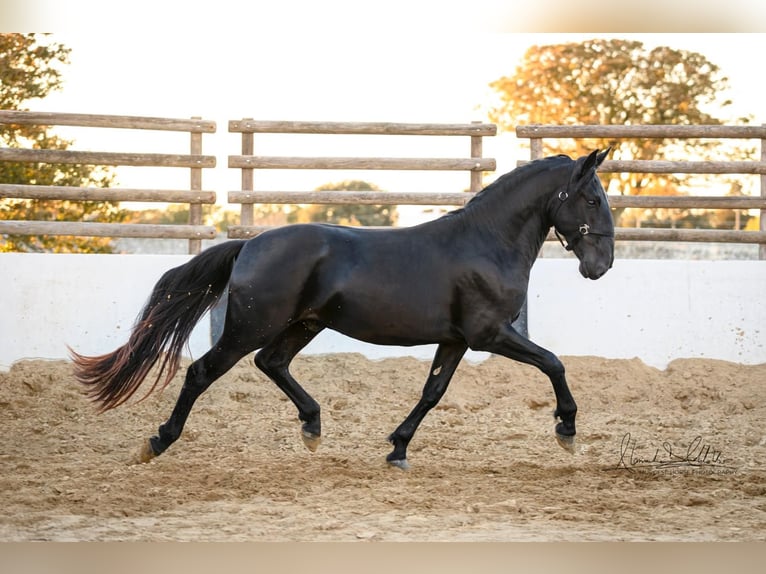 Murgese/caballo de las Murgues Semental 3 años 160 cm Negro in Martina Franca