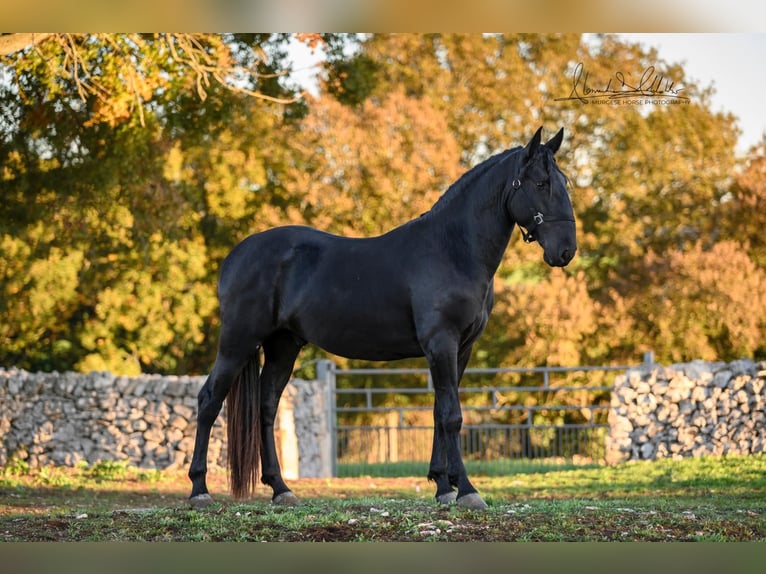 Murgese/caballo de las Murgues Semental 3 años 160 cm Negro in Martina Franca