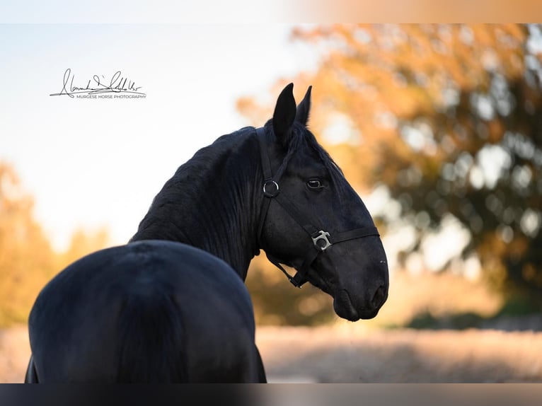 Murgese/caballo de las Murgues Semental 3 años 160 cm Negro in Martina Franca