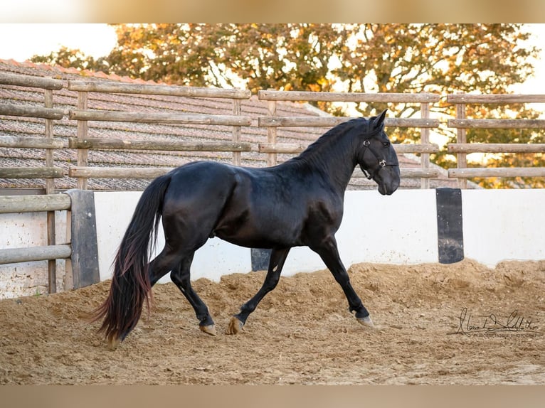 Murgese/caballo de las Murgues Semental 3 años 160 cm Negro in Martina Franca