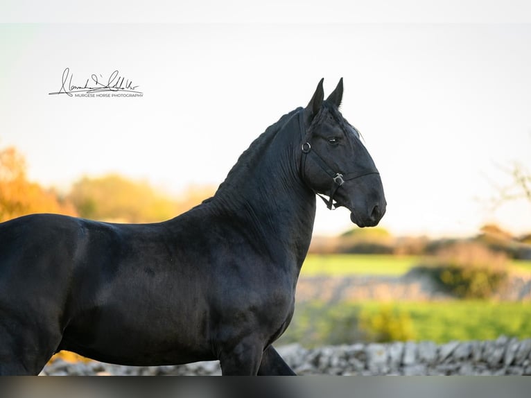 Murgese/caballo de las Murgues Semental 3 años 160 cm Negro in Martina Franca