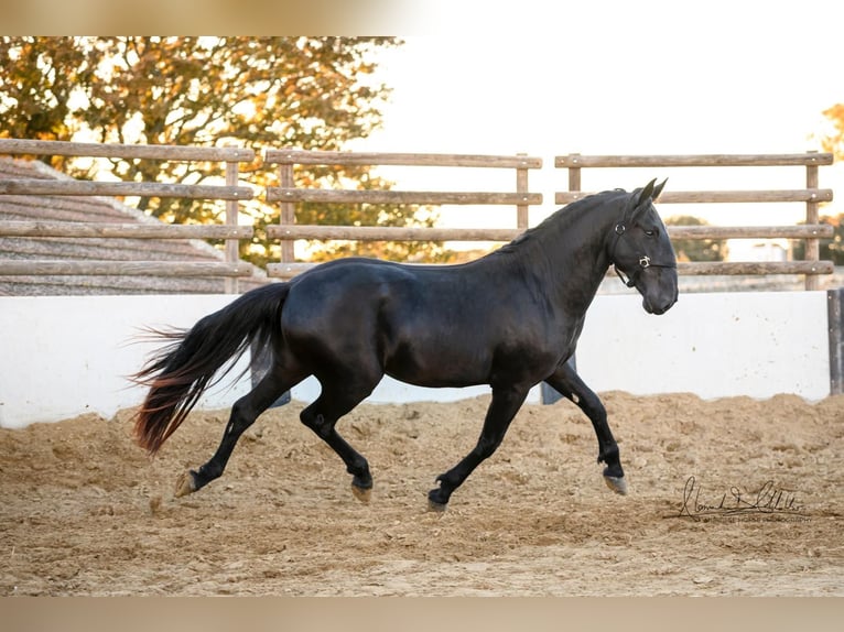 Murgese/caballo de las Murgues Semental 3 años 160 cm Negro in Martina Franca