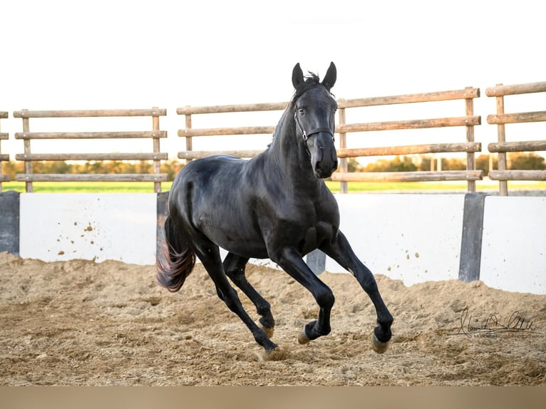 Murgese/caballo de las Murgues Semental 3 años 160 cm Negro in Martina Franca