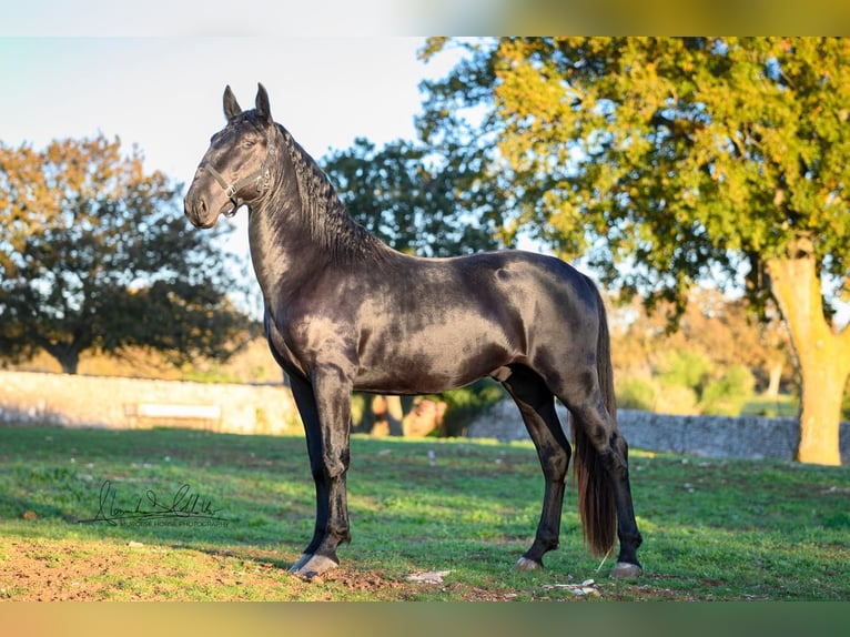 Murgese/caballo de las Murgues Semental 3 años 160 cm Negro in Martina Franca