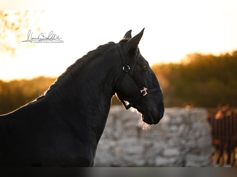 Murgese/caballo de las Murgues Semental 3 años 160 cm Negro in Martina Franca