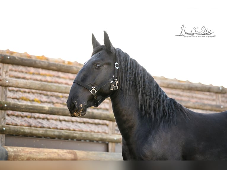 Murgese/caballo de las Murgues Semental 3 años 160 cm Negro in Martina Franca