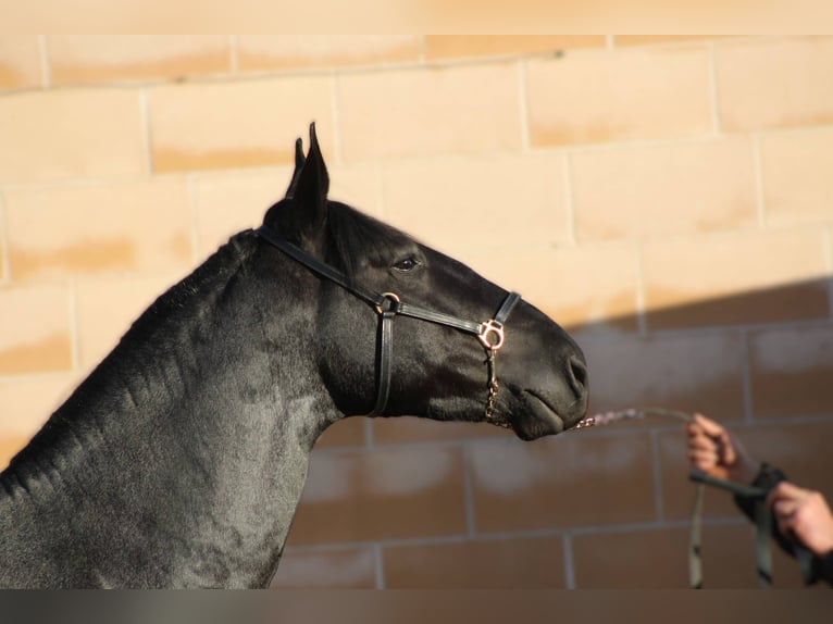 Murgese/caballo de las Murgues Semental 3 años 161 cm in Martina Franca