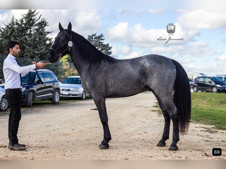 Murgese/caballo de las Murgues Semental 3 años 161 cm Ruano azulado in Martina Franca