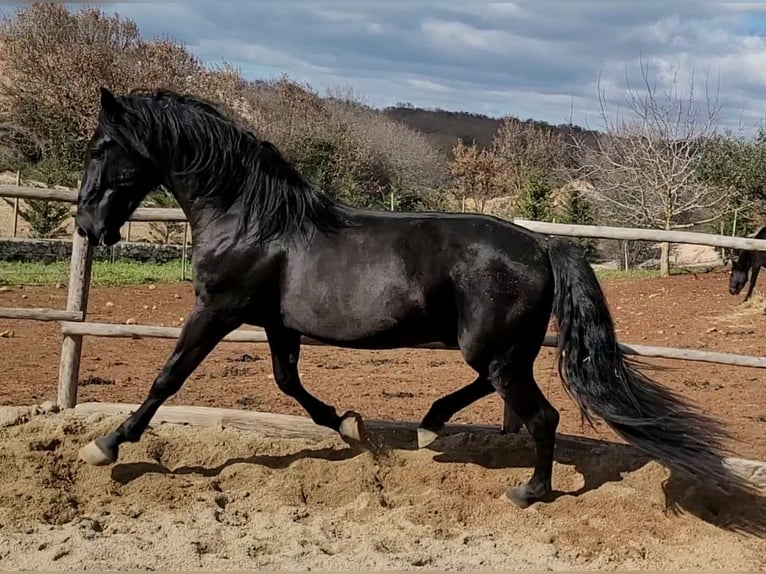 Murgese/caballo de las Murgues Semental 3 años 162 cm Negro in Alberobello
