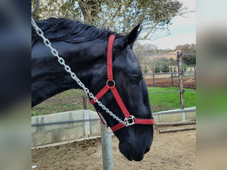 Murgese/caballo de las Murgues Semental 3 años 162 cm Negro in Alberobello