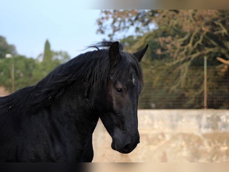 Murgese/caballo de las Murgues Semental 3 años 163 cm Negro in Martina Franca