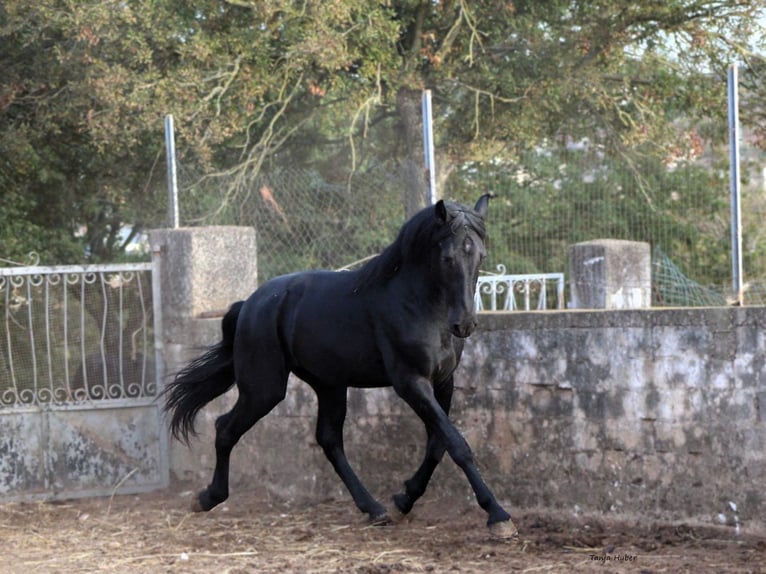 Murgese/caballo de las Murgues Semental 3 años 163 cm Negro in Martina Franca