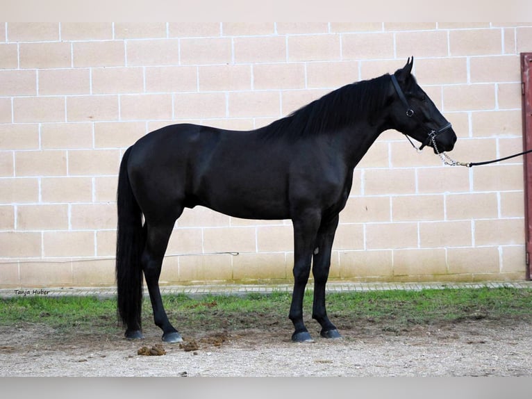 Murgese/caballo de las Murgues Semental 3 años 163 cm Negro in Martina Franca