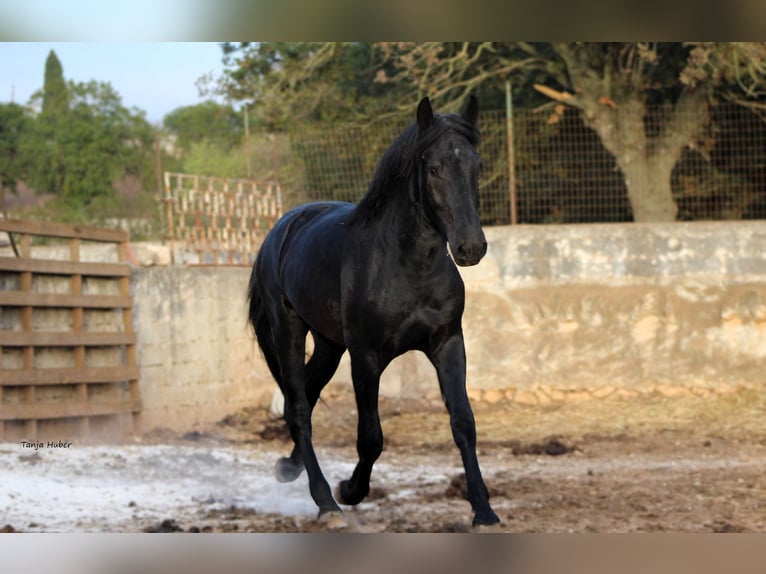 Murgese/caballo de las Murgues Semental 3 años 163 cm Negro in Martina Franca