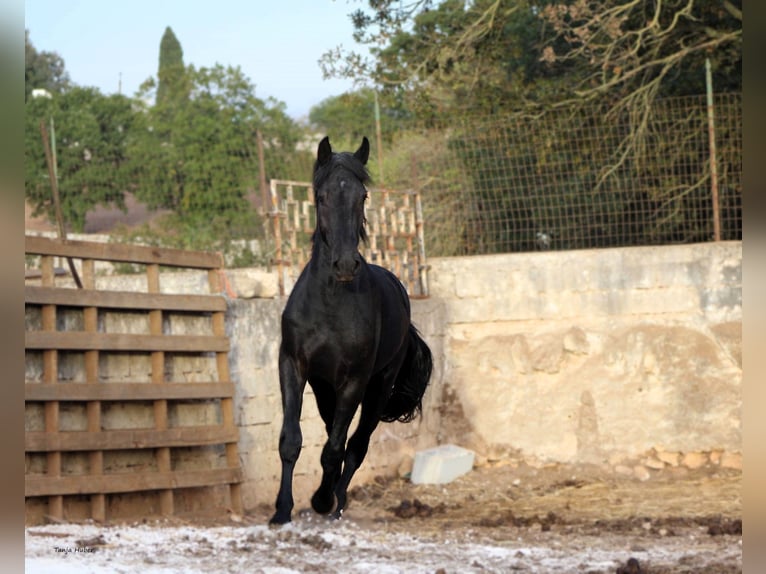 Murgese/caballo de las Murgues Semental 3 años 163 cm Negro in Martina Franca