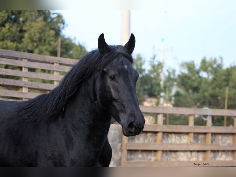 Murgese/caballo de las Murgues Semental 3 años 163 cm Negro in Martina Franca