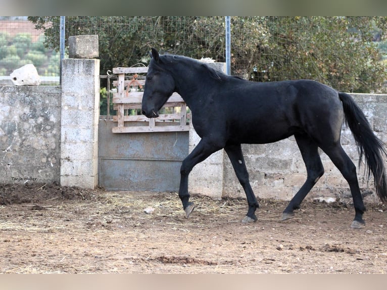 Murgese/caballo de las Murgues Semental 3 años 163 cm Negro in Martina Franca