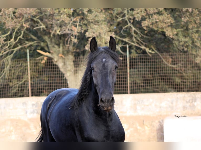 Murgese/caballo de las Murgues Semental 3 años 163 cm Negro in Martina Franca