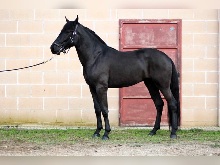 Murgese/caballo de las Murgues Semental 3 años 163 cm Negro in Martina Franca