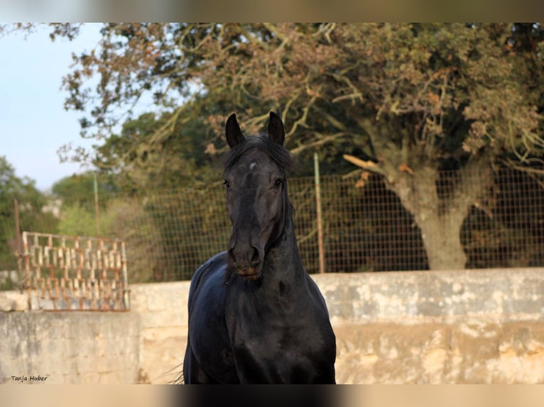 Murgese/caballo de las Murgues Semental 3 años 163 cm Negro in Martina Franca