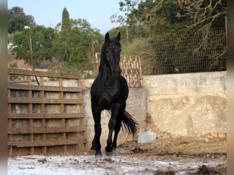 Murgese/caballo de las Murgues Semental 3 años 163 cm Negro in Martina Franca