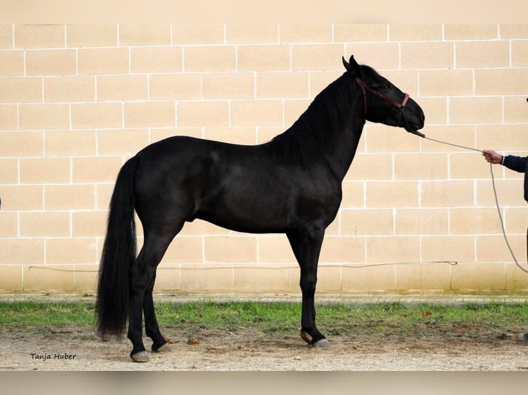 Murgese/caballo de las Murgues Semental 3 años 165 cm Negro in Martina Franca