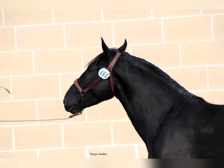 Murgese/caballo de las Murgues Semental 3 años 165 cm Negro in Martina Franca