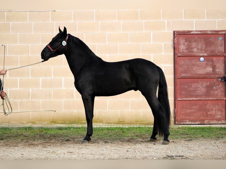 Murgese/caballo de las Murgues Semental 3 años 165 cm Negro in Martina Franca