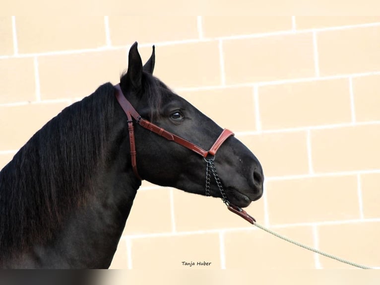 Murgese/caballo de las Murgues Semental 3 años 165 cm Negro in Martina Franca