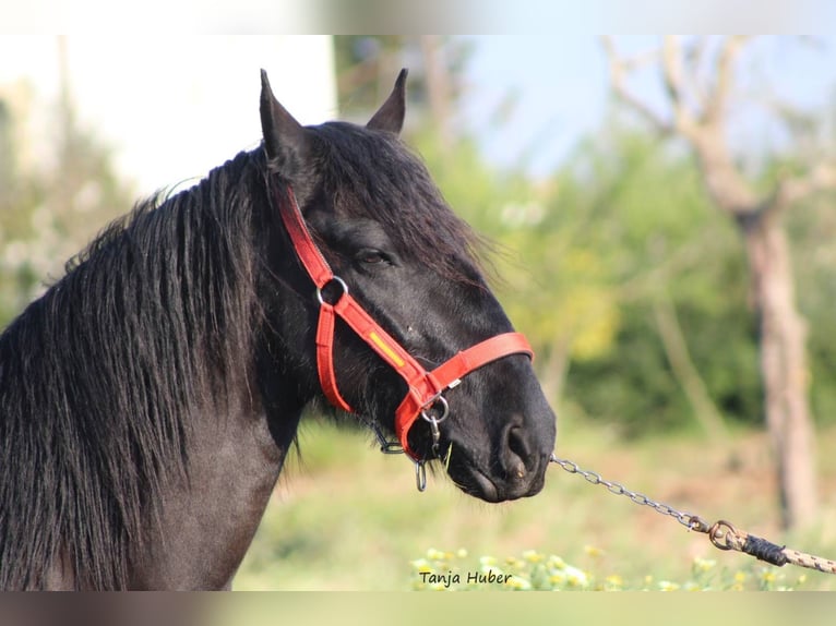 Murgese/caballo de las Murgues Semental 3 años 165 cm Negro in Nardo