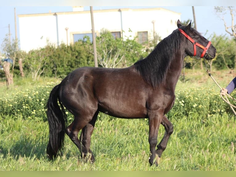 Murgese/caballo de las Murgues Semental 3 años 165 cm Negro in Nardo