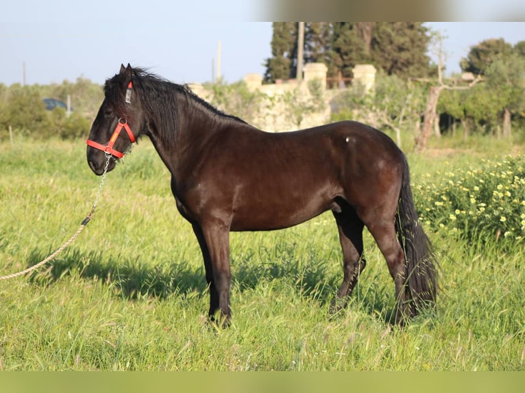 Murgese/caballo de las Murgues Semental 3 años 165 cm Negro in Nardo