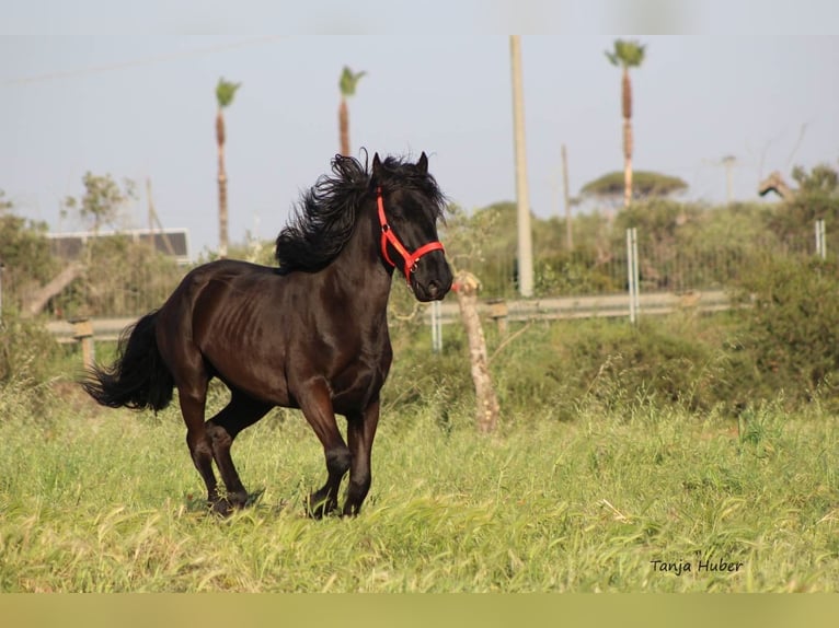 Murgese/caballo de las Murgues Semental 3 años 165 cm Negro in Nardo