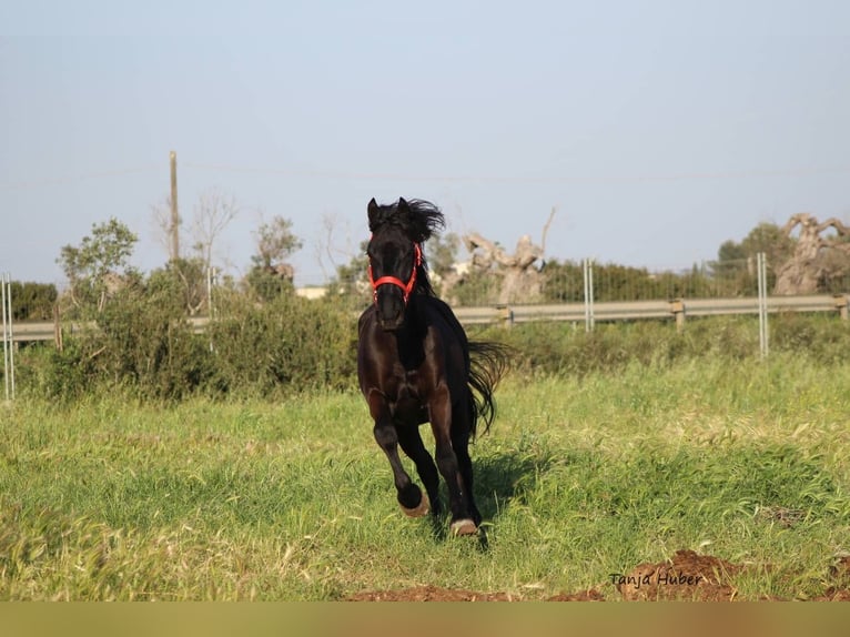 Murgese/caballo de las Murgues Semental 3 años 165 cm Negro in Nardo