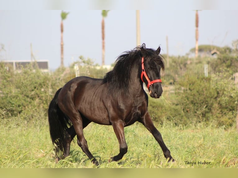 Murgese/caballo de las Murgues Semental 3 años 165 cm Negro in Nardo