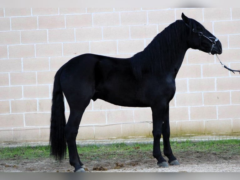 Murgese/caballo de las Murgues Semental 3 años 168 cm Negro in Copertino