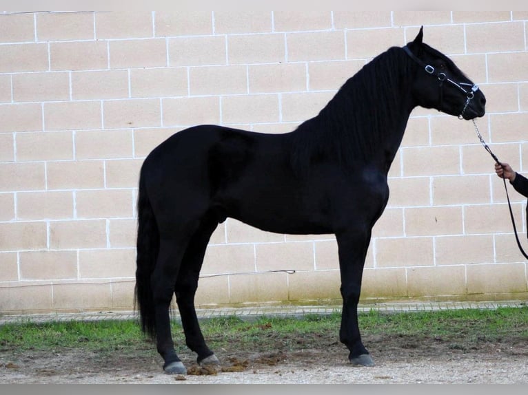 Murgese/caballo de las Murgues Semental 3 años 168 cm Negro in Copertino