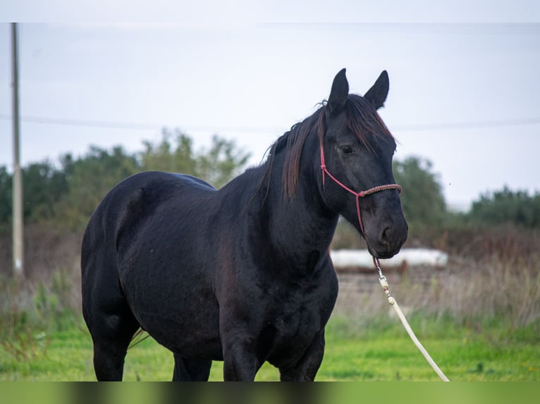 Murgese/caballo de las Murgues Semental 4 años 155 cm Negro in Martina Franca