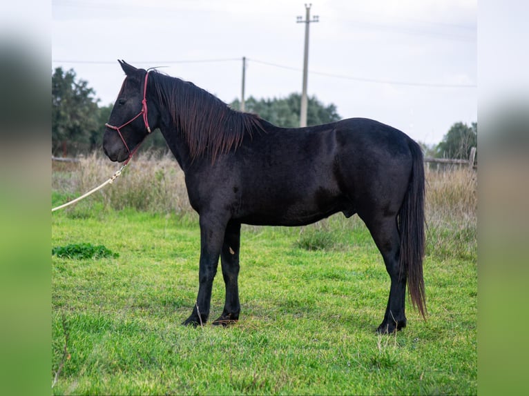 Murgese/caballo de las Murgues Semental 4 años 155 cm Negro in Martina Franca