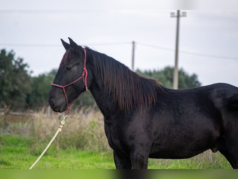 Murgese/caballo de las Murgues Semental 4 años 155 cm Negro in Martina Franca