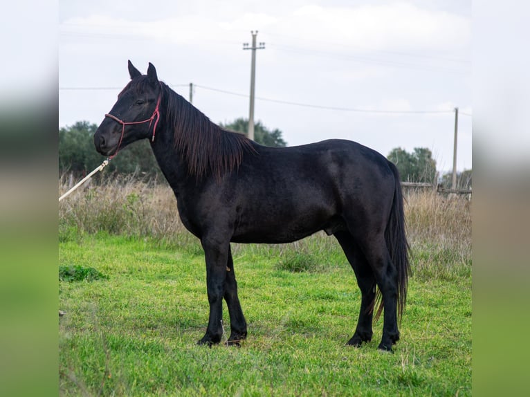 Murgese/caballo de las Murgues Semental 4 años 155 cm Negro in Martina Franca