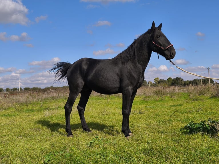 Murgese/caballo de las Murgues Semental 4 años 155 cm Negro in Martina Franca