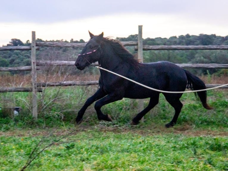 Murgese/caballo de las Murgues Semental 4 años 155 cm Negro in Martina Franca