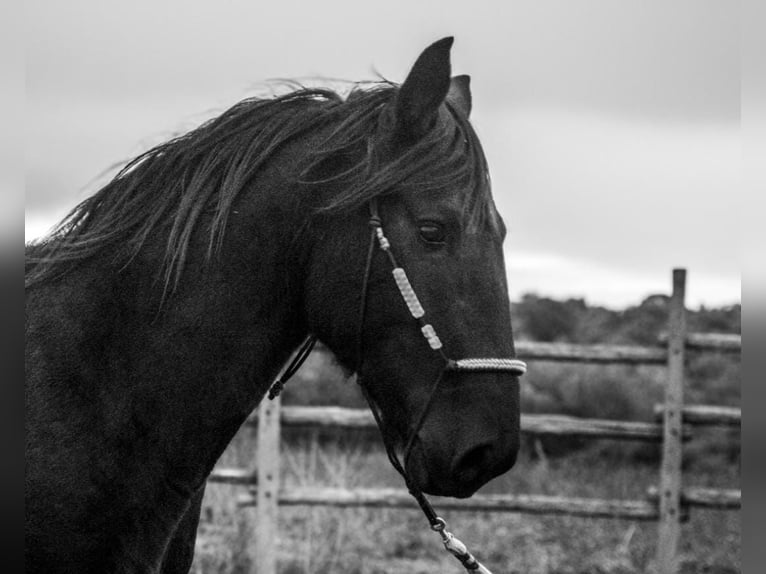 Murgese/caballo de las Murgues Semental 4 años 155 cm Negro in Martina Franca