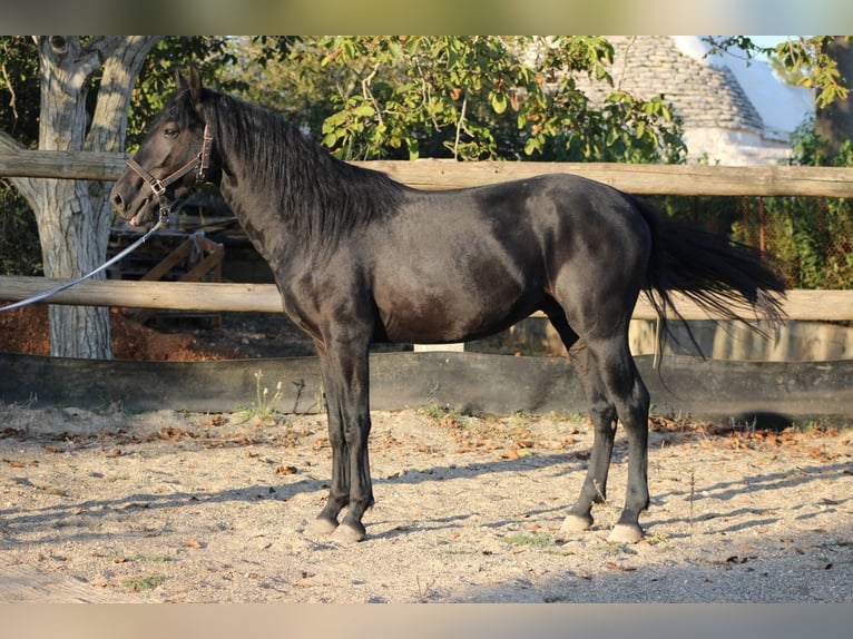 Murgese/caballo de las Murgues Semental 4 años 160 cm Negro in Martina Franca