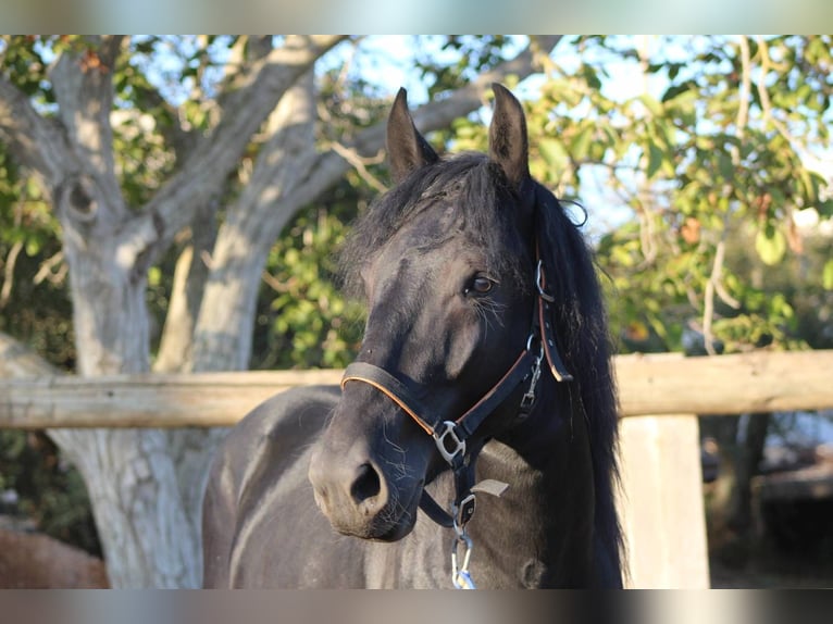 Murgese/caballo de las Murgues Semental 4 años 160 cm Negro in Martina Franca